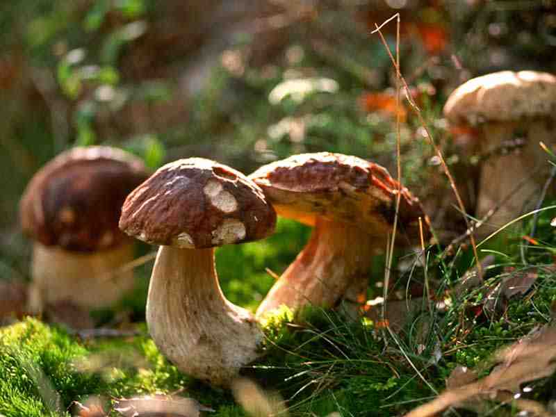 cepes